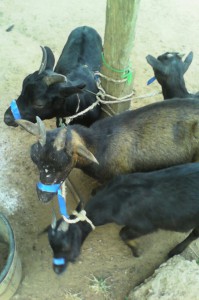 Goat thieves busted by neighborhoods security team goats saved